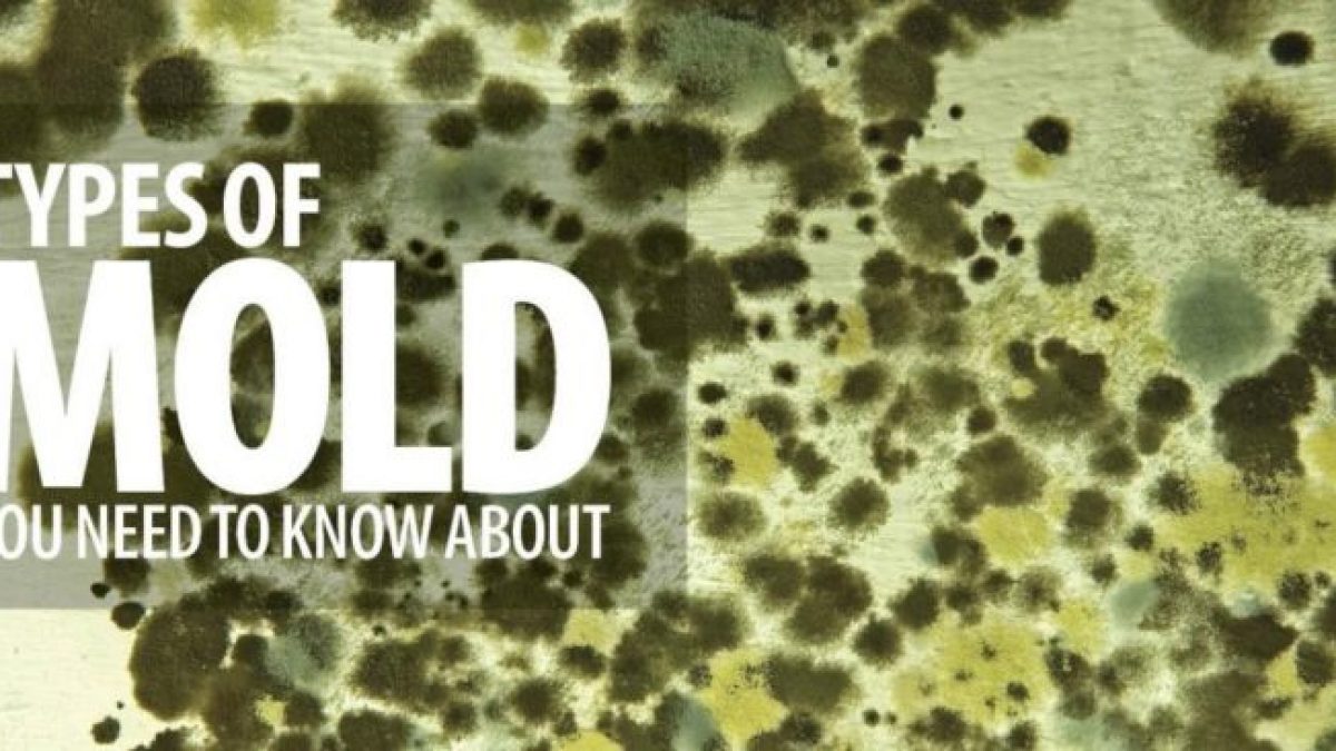 What Are the Five Types of Mold Found in Buildings