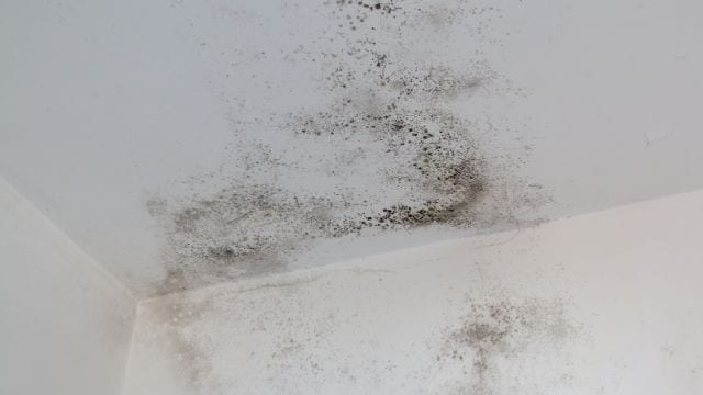 how to perform mold removal