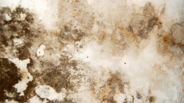Hiring Professional Mold Removal Companies