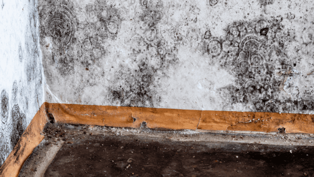 Mold in the home