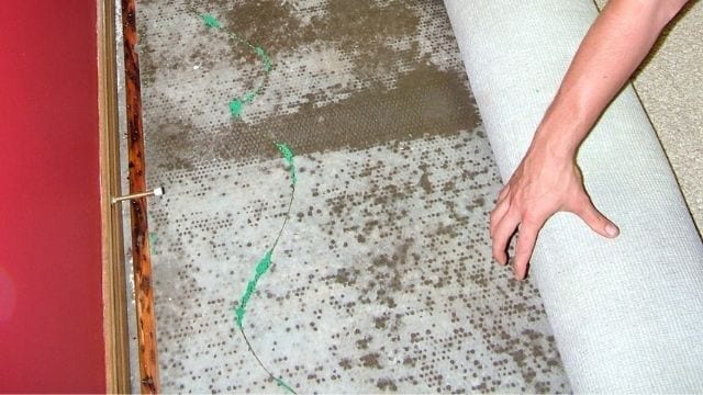 carpet water damage