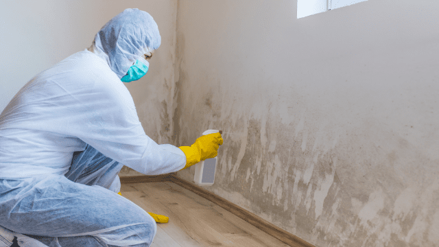 7 Mold Abatement Techniques Used by the Professionals