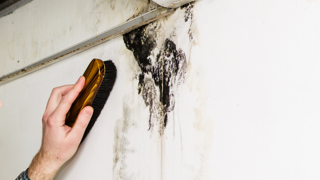 What to Do About A Mold Situation