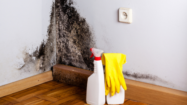 Mold Testing and Removal