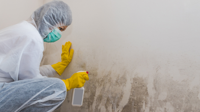 Is Mold Removal Covered by Home Insurance?
