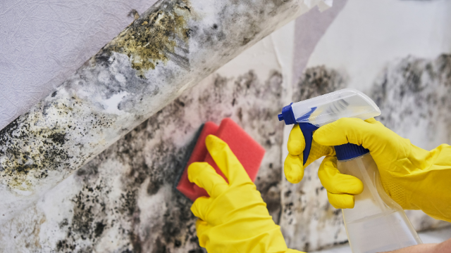 Mold Remediation Vs. Mold Removal