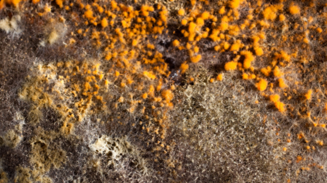 orange-mold-colony