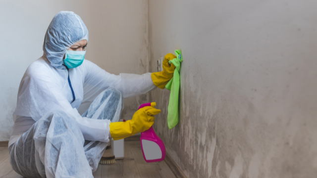 mold-remediation-cleaning