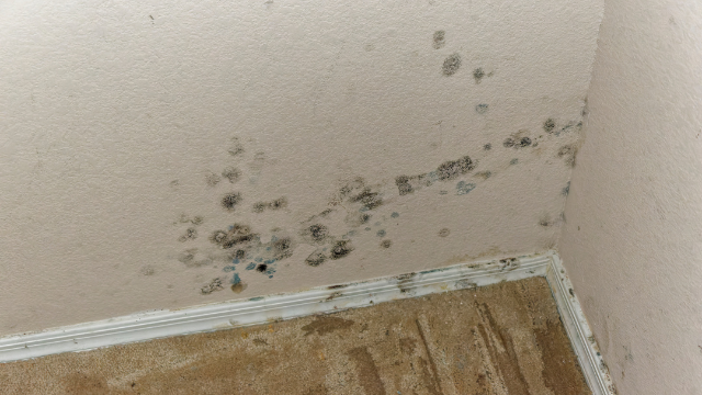 Mold on a wall