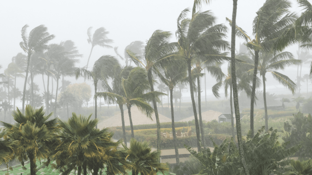 Hurricane level winds blowing palm trees during a storm
