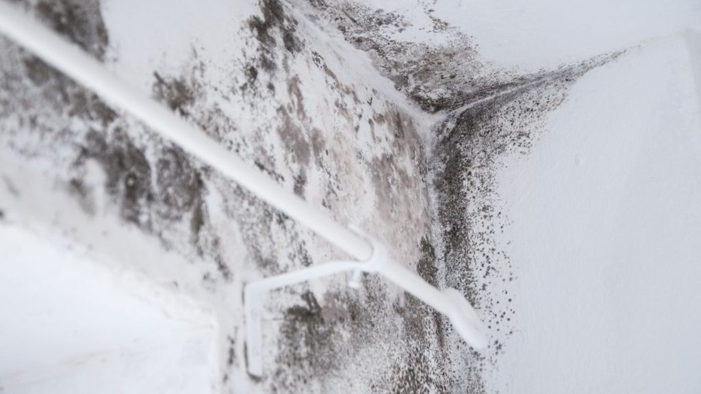 6 Signs of Mold in the Bathroom: Health Risks and Remediation