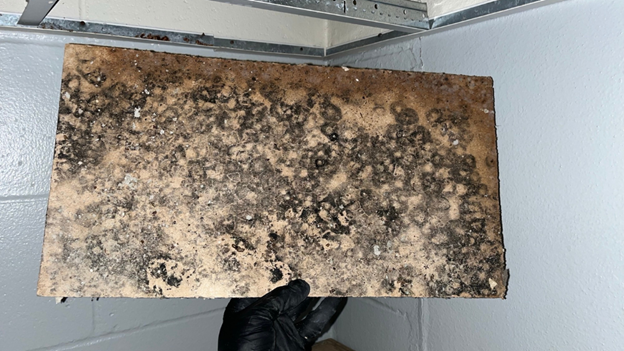 black mold on piece of drywall