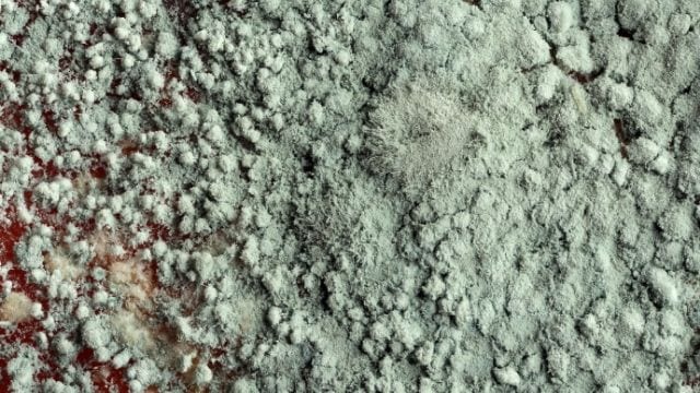 Mold Remediation in Tampa, Florida