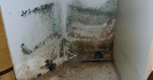 Mold Abatement