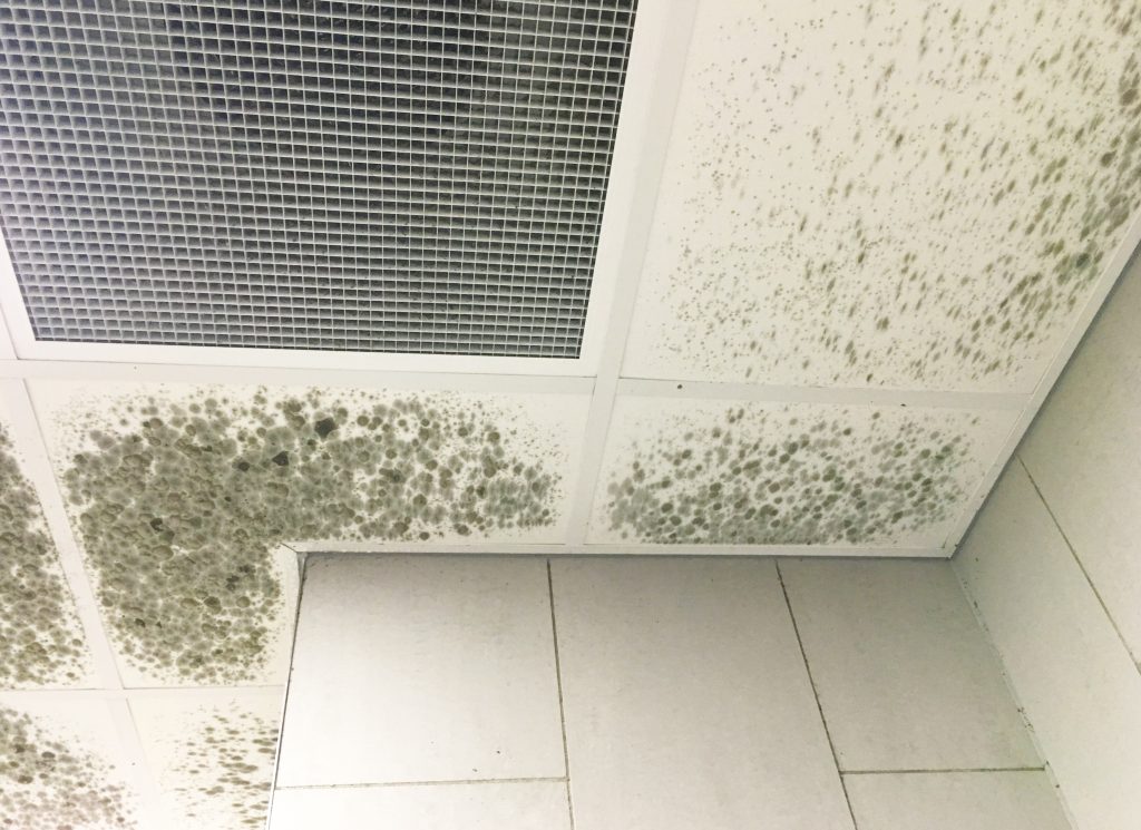 Mold spreading across ceiling tiles around an air vent