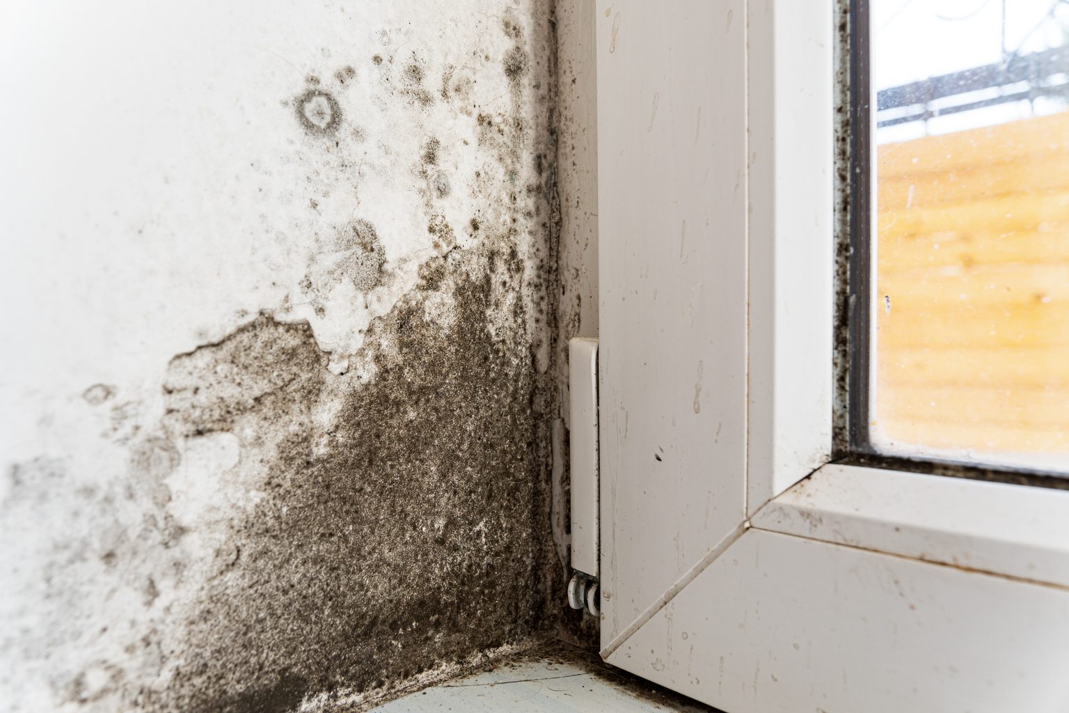Black mold growing on the wall beside a window frame
