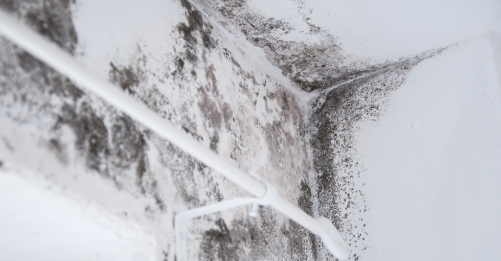 Black Mold Remediation