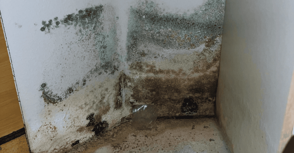 Mold Abatement