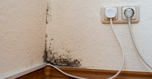 Mold Removal