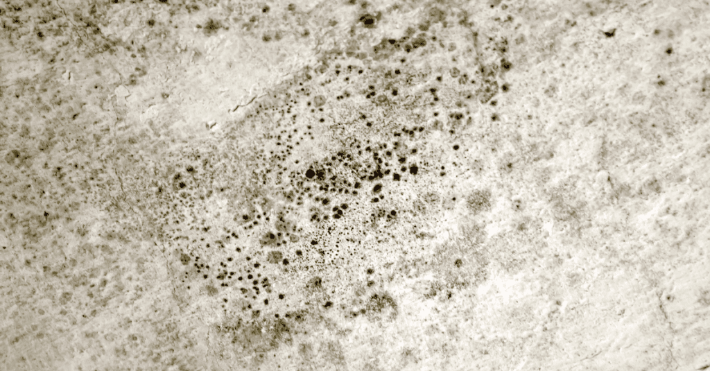 Black Mold Remediation