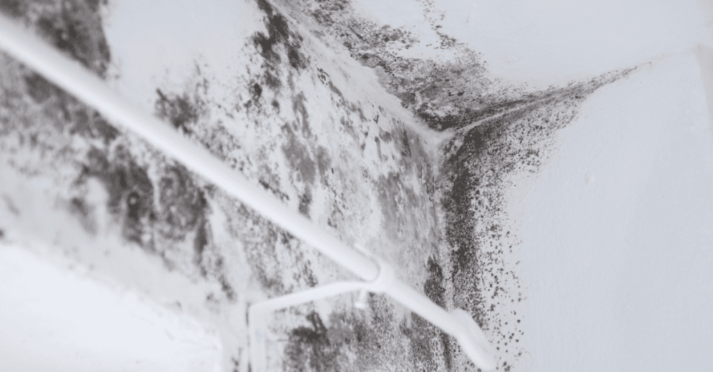 Black Mold Remediation