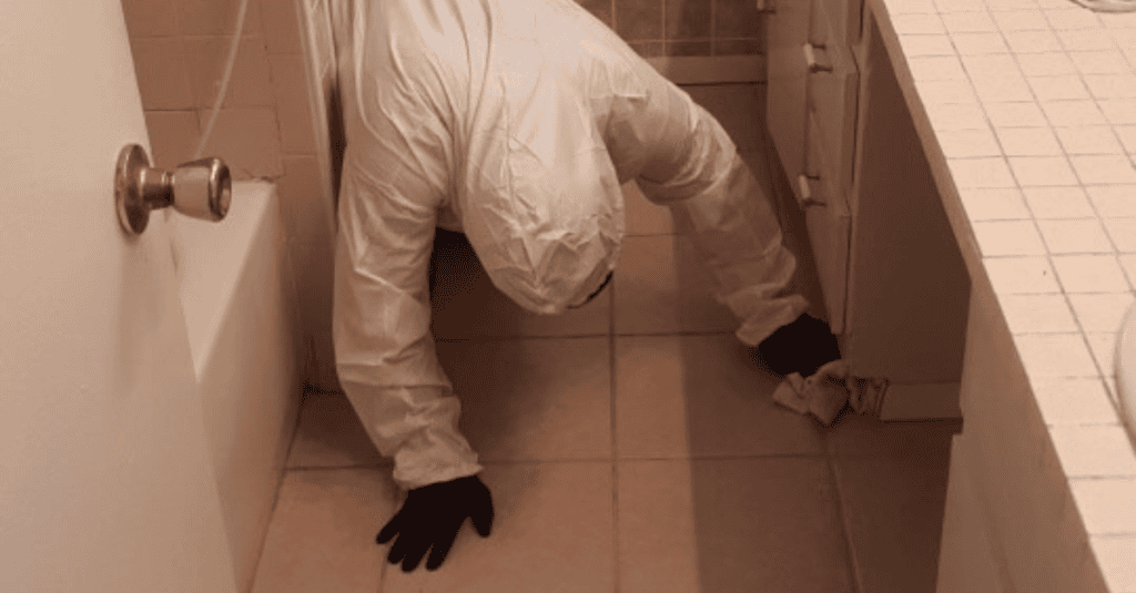 Professional Mold Cleanup
