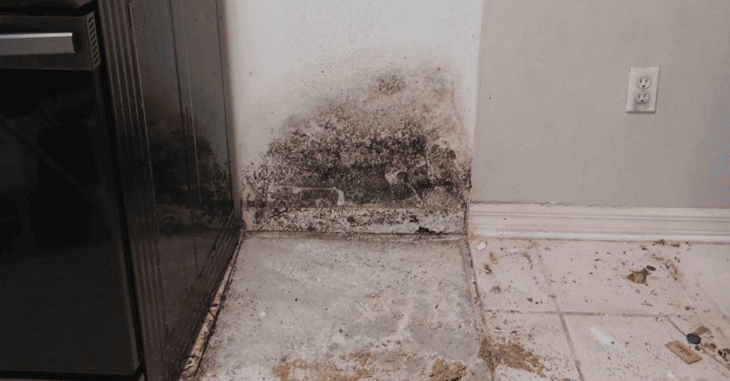 Mold Damage Repair