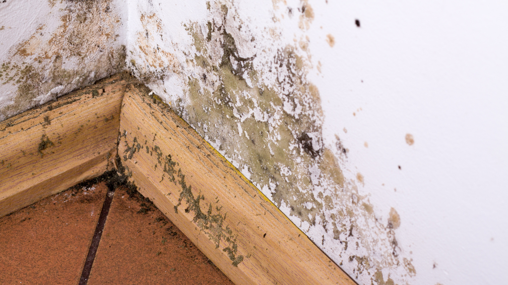mold myths