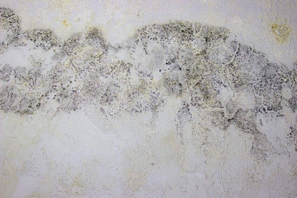 Black mold on a wall after flooding