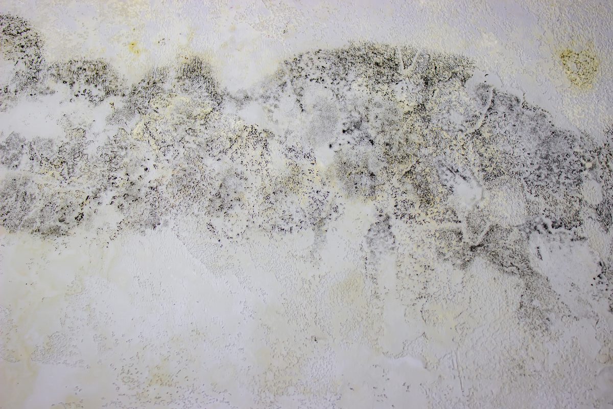 Black mold on a wall after flooding