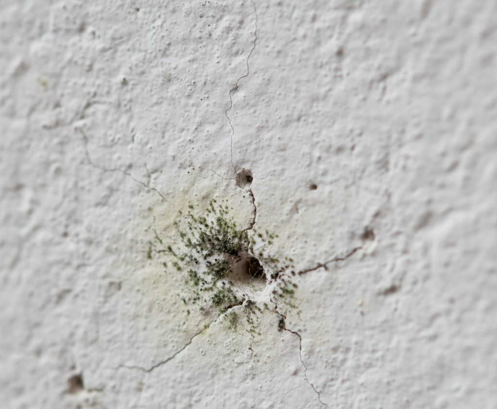 mold-growing