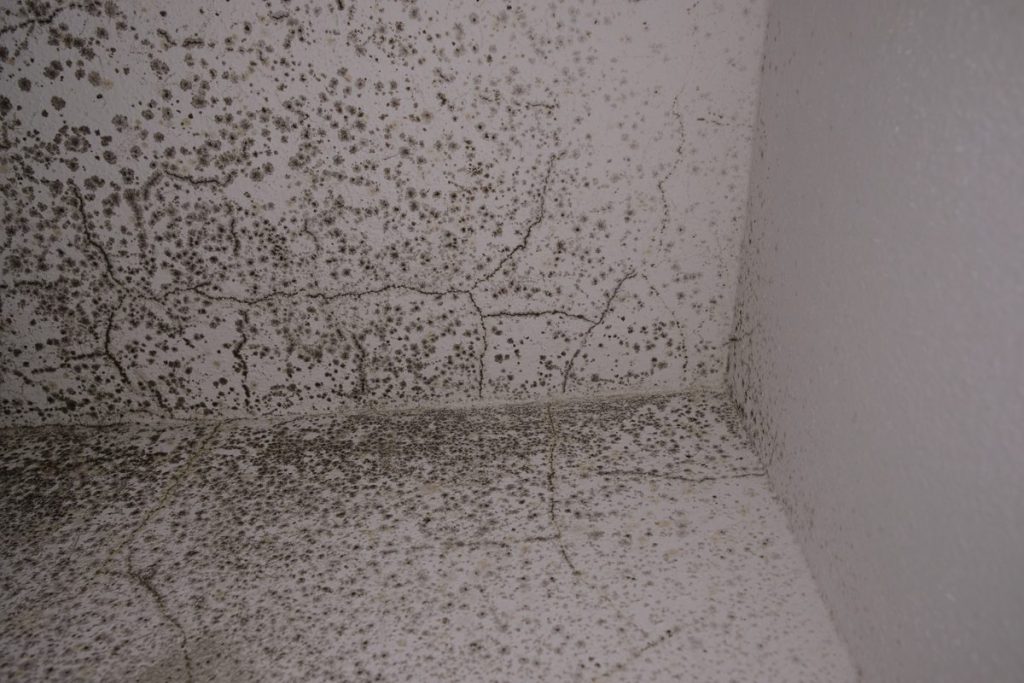 Mold growth on a wall after water damage